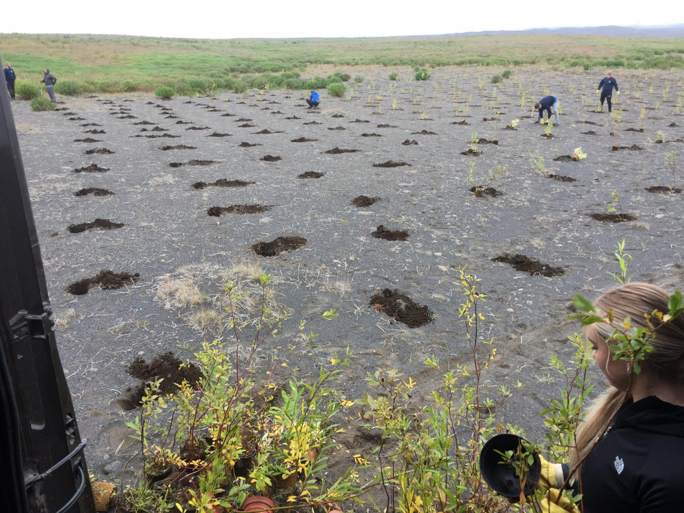 Gróðursetning á Hólasandi