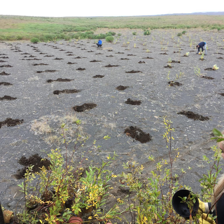 Gróðursetning á Hólasandi